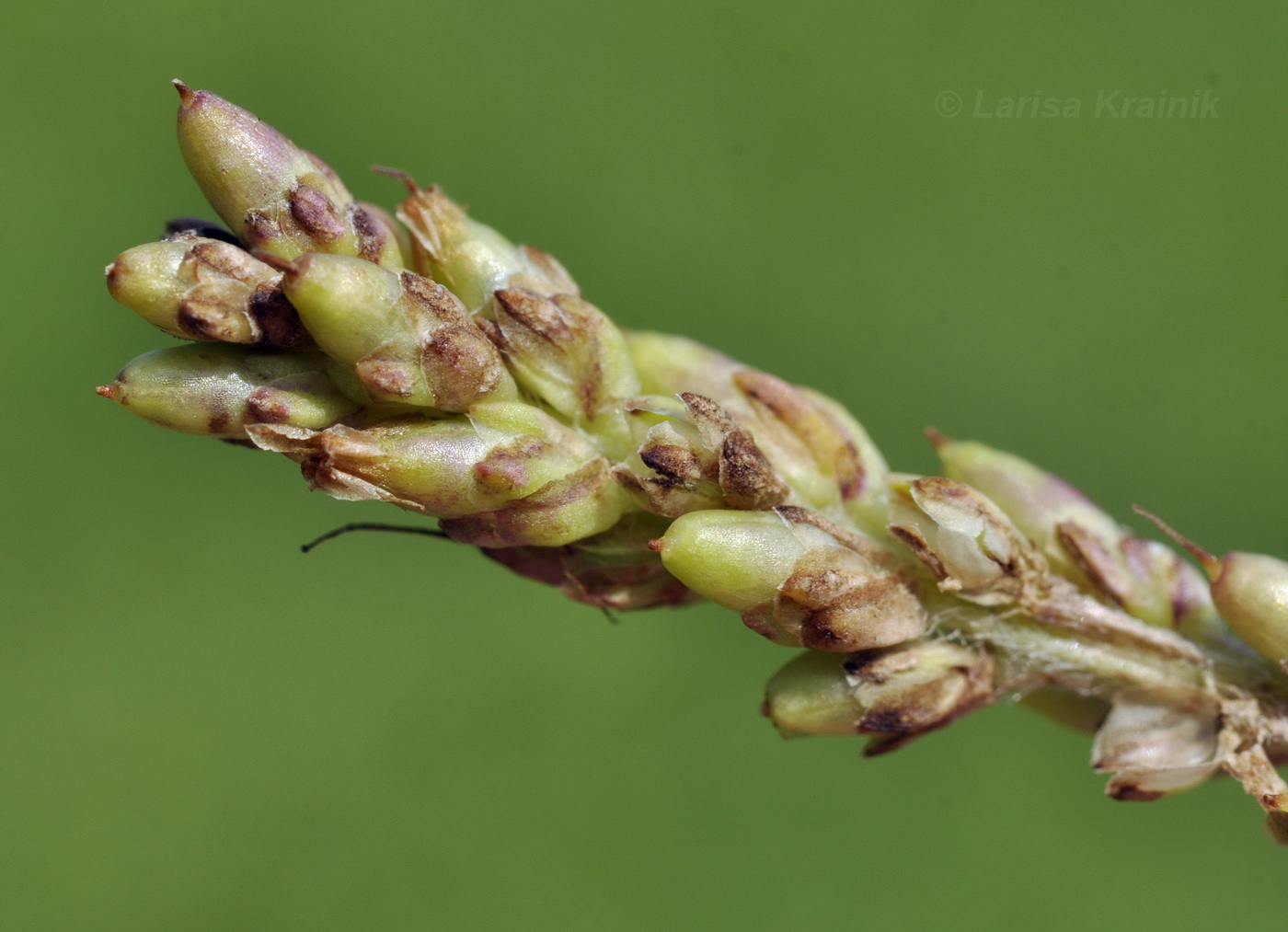 Image of Plantago camtschatica specimen.