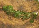 Myriophyllum spicatum. Верхушка растения в прибрежной части водоёма. Московская обл., Одинцовский р-н, окр. г. Кубинка, водохранилище Трасна, мелководье. 09.08.2021.