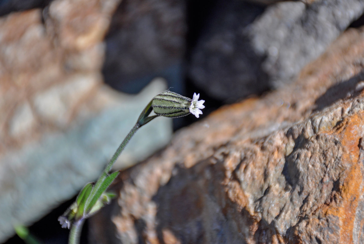 Изображение особи Gastrolychnis gonosperma.