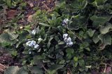 genus Myosotis. Цветущее растение. Чечня, Шаройский р-н, окр. с. Шарой, около 2100 м н.у.м., альпийский луг. 15.05.2022.