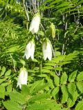 Campanula punctata. Верхушка цветущего растения, проросшего сквозь Sorbaria (листья на переднем плане). Хабаровский край, окр. г. Комсомольск-на-Амуре, опушка смешанного леса. 01.07.2022.