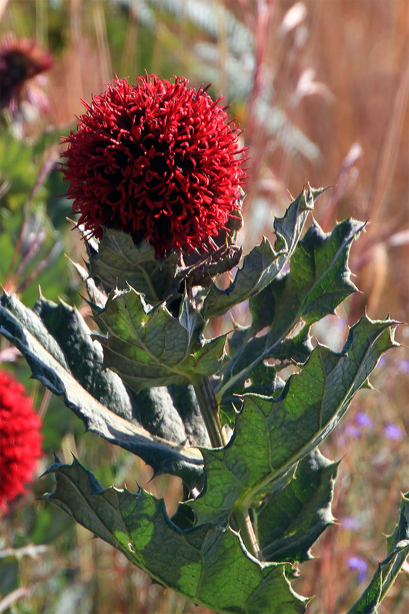 Изображение особи Echinops amplexicaulis.