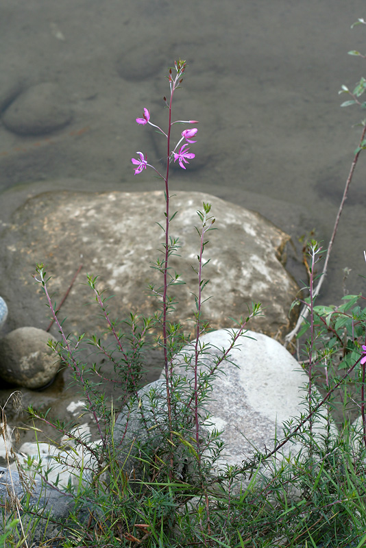 Image of Chamaenerion colchicum specimen.