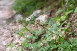 Cardamine bulbifera