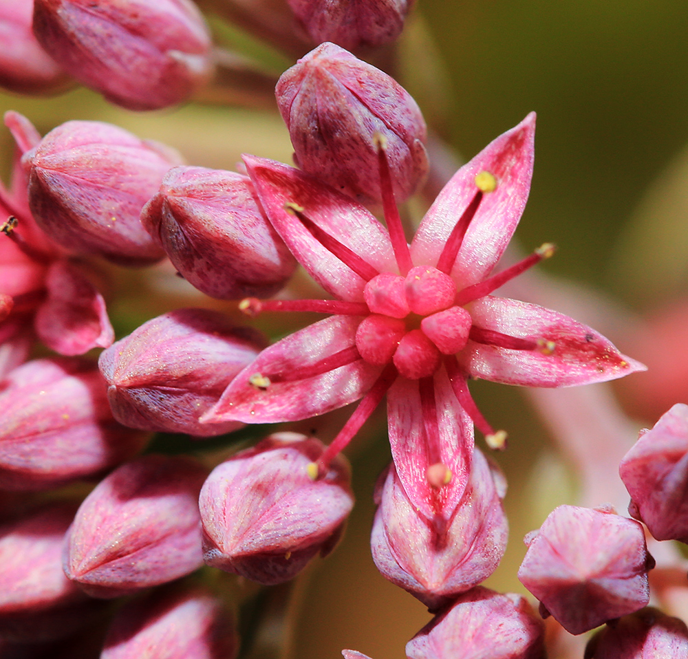 Изображение особи Hylotelephium triphyllum.