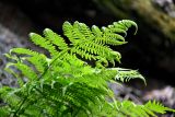 Athyrium filix-femina. Верхушки вай. Красноярский край, Берёзовский р-н, национальный парк \"Красноярские Столбы\", Центральные Столбы, расщелина в скале. 05.06.2022.