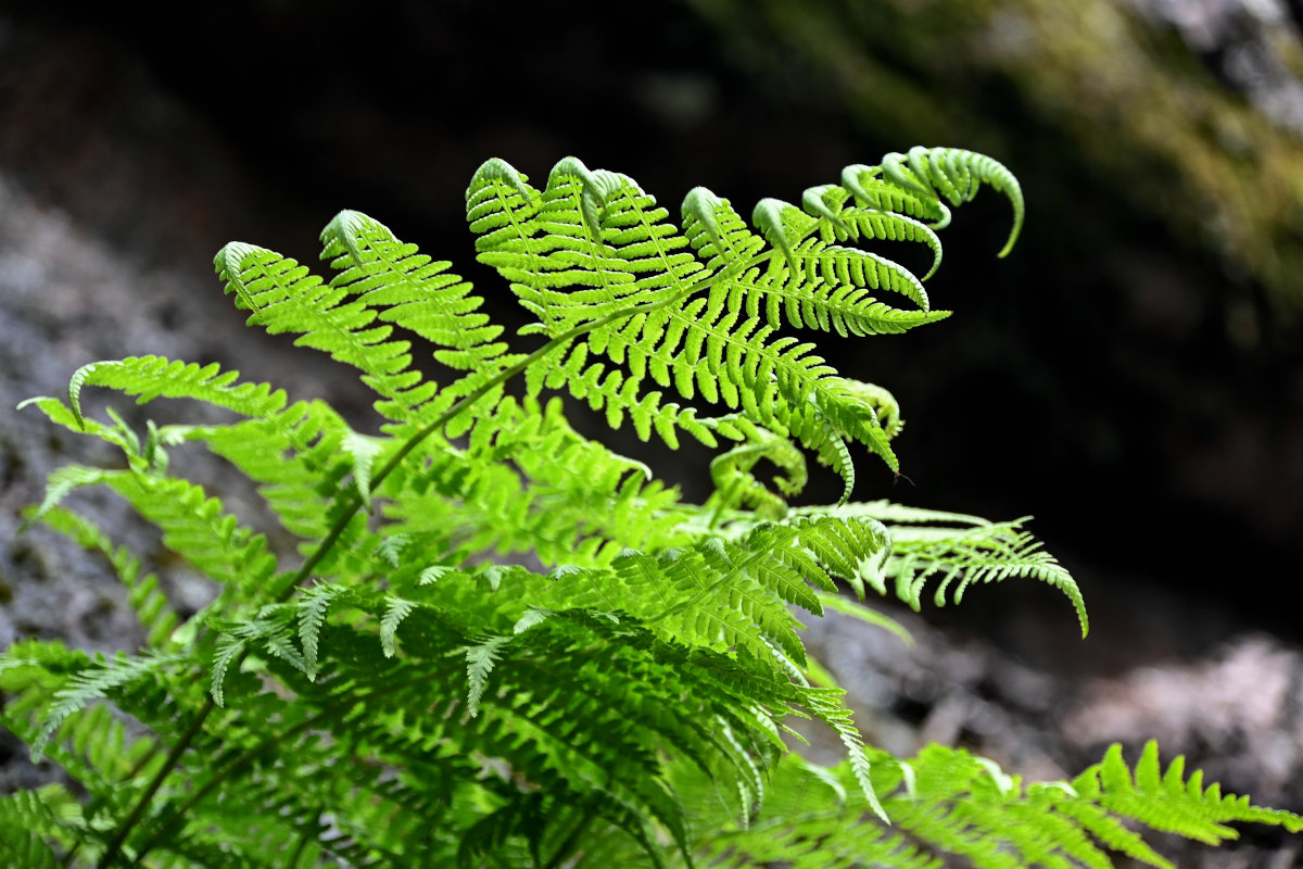 Изображение особи Athyrium filix-femina.