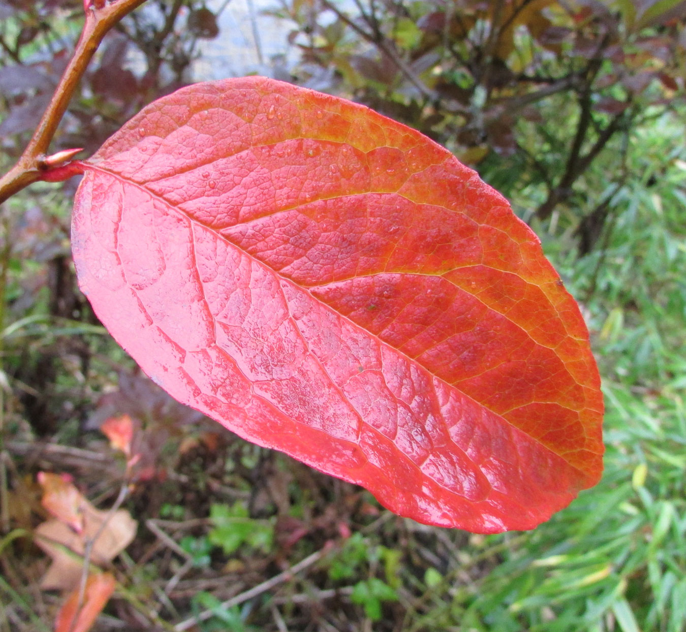 Image of Stewartia ovata specimen.