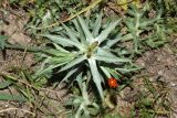 Eryngium caeruleum