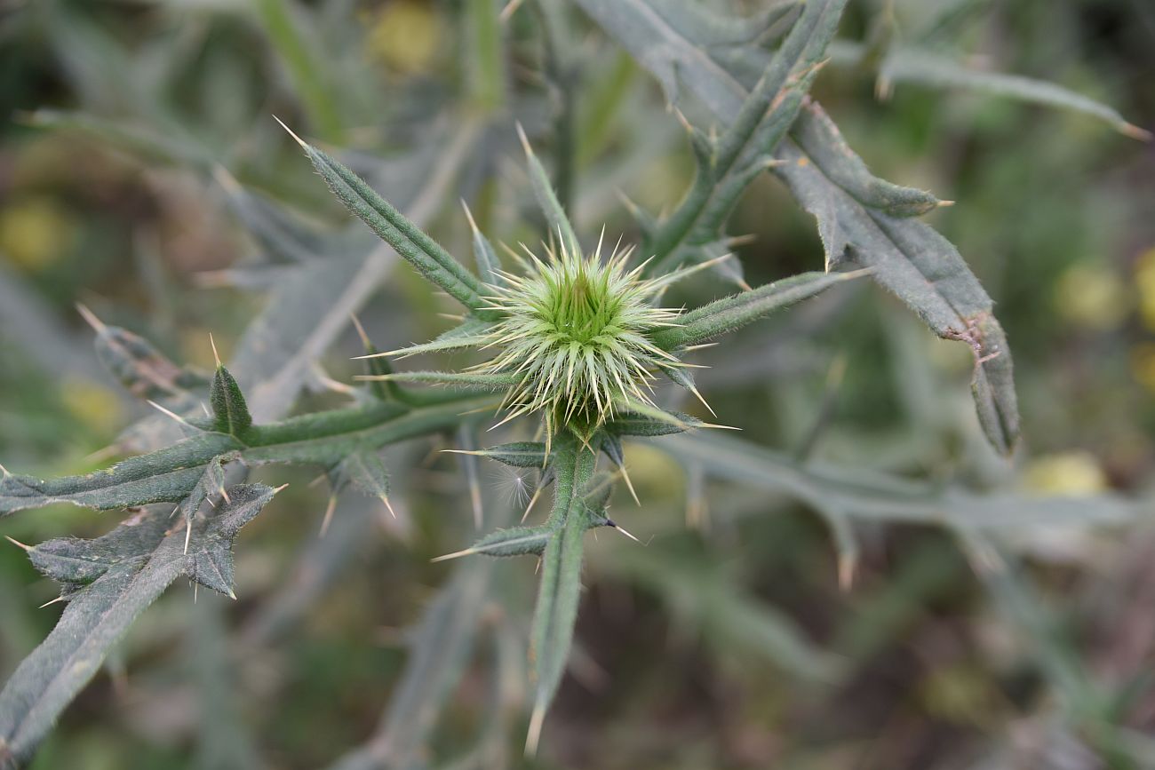 Image of genus Cirsium specimen.