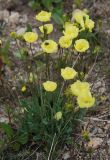 genus Papaver. Цветущее растение. Алтай, плоскогорье Укок, перевал Теплый ключ, ≈ 2900 м н.у.м., каменистый склон. 23.07.2010.