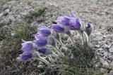 Pulsatilla taurica