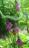 Gladiolus tenuis