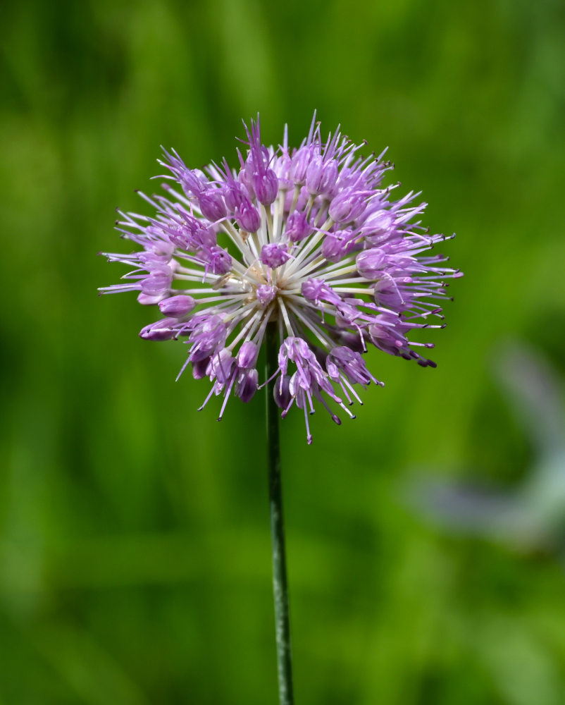 Image of Allium hymenorhizum specimen.