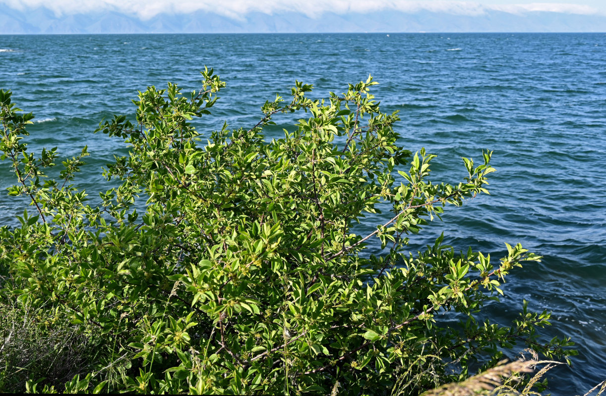 Image of Rhamnus cathartica specimen.