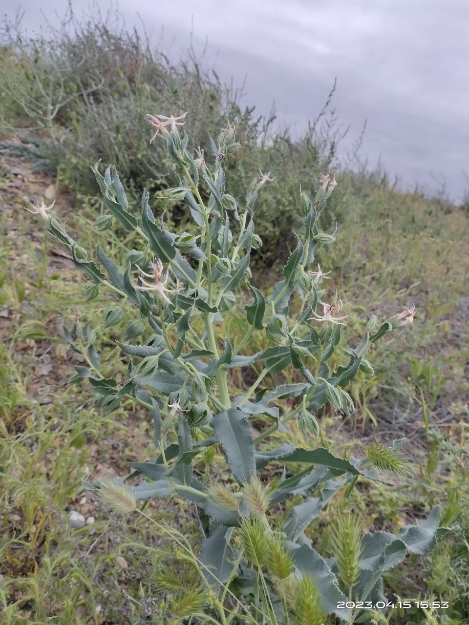 Image of Caccinia macranthera specimen.