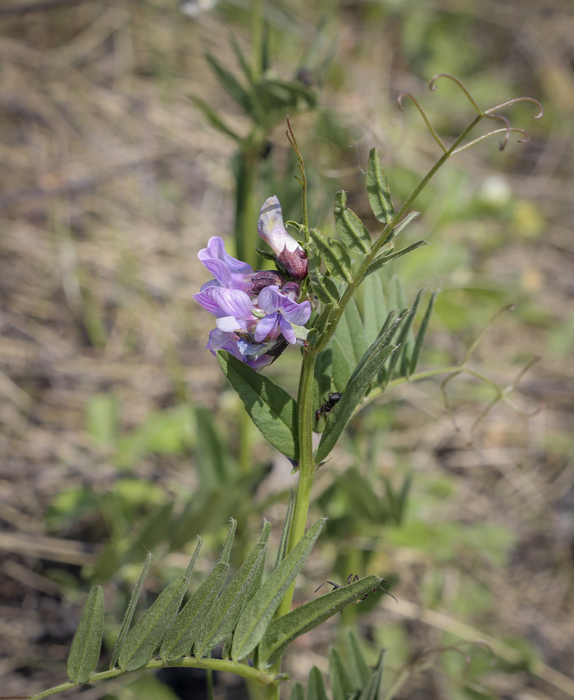 Image of Vicia sepium specimen.