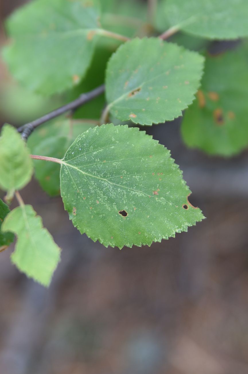 Image of Betula pubescens specimen.