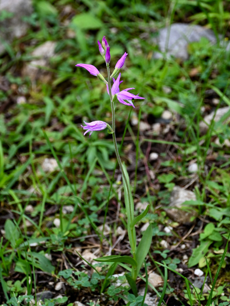 Image of Cephalanthera rubra specimen.