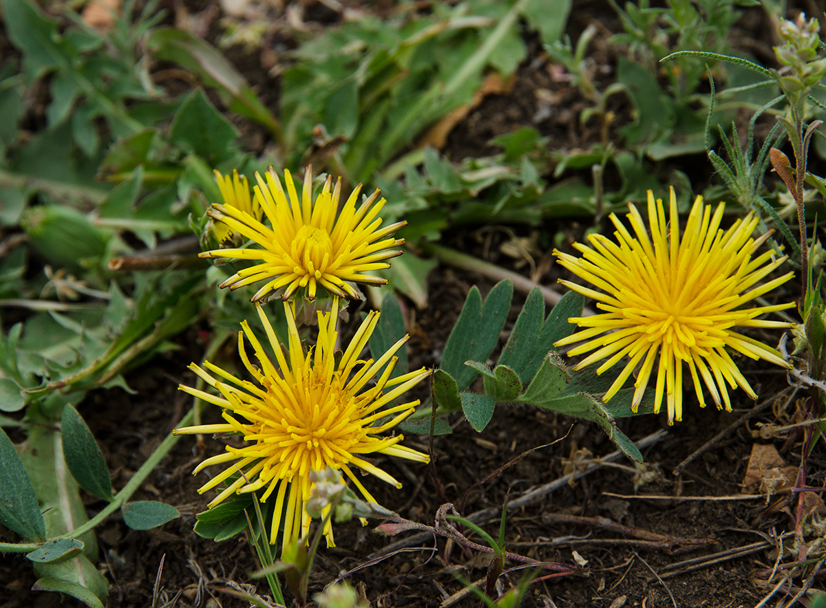 Изображение особи род Taraxacum.