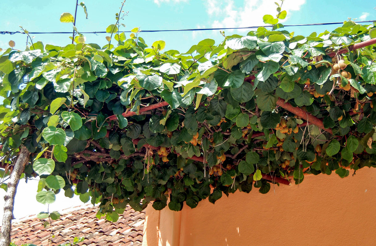 Image of Actinidia chinensis var. deliciosa specimen.