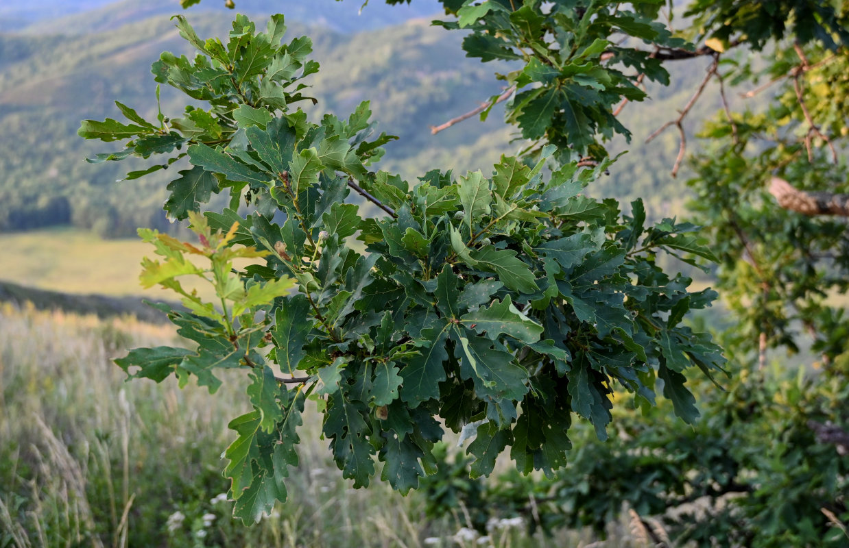 Изображение особи Quercus robur.