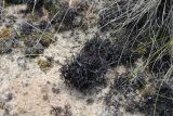 Смотреть изображение Cetraria steppae