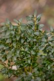 Buxus colchica. Верхушка молодого растения. Краснодарский край, м/о г. Сочи, Хостинский р-н, Тисо-самшитовая роща. 13.02.2024.