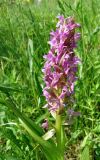 Смотреть изображение Dactylorhiza incarnata