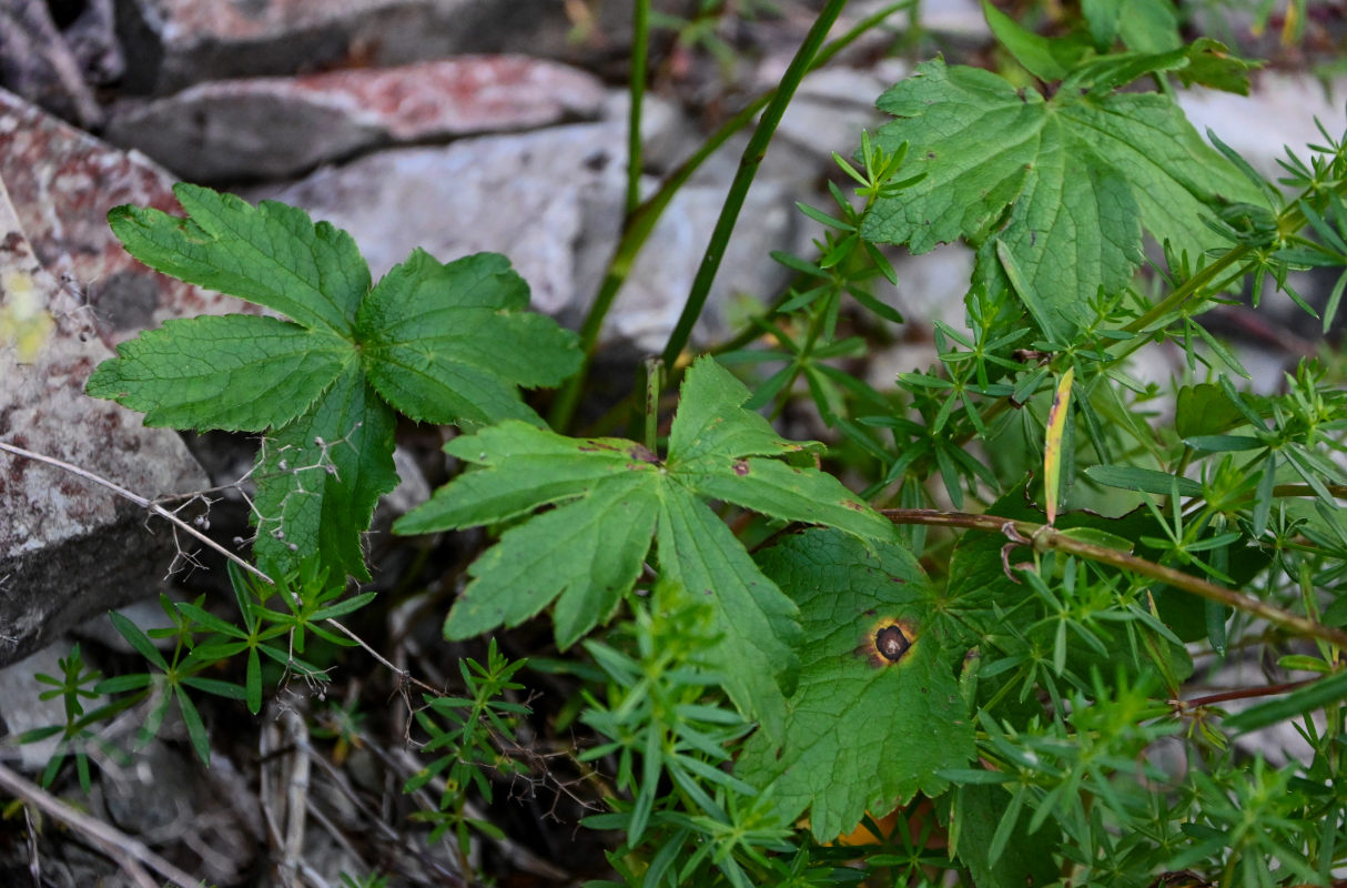 Image of Astrantia trifida specimen.