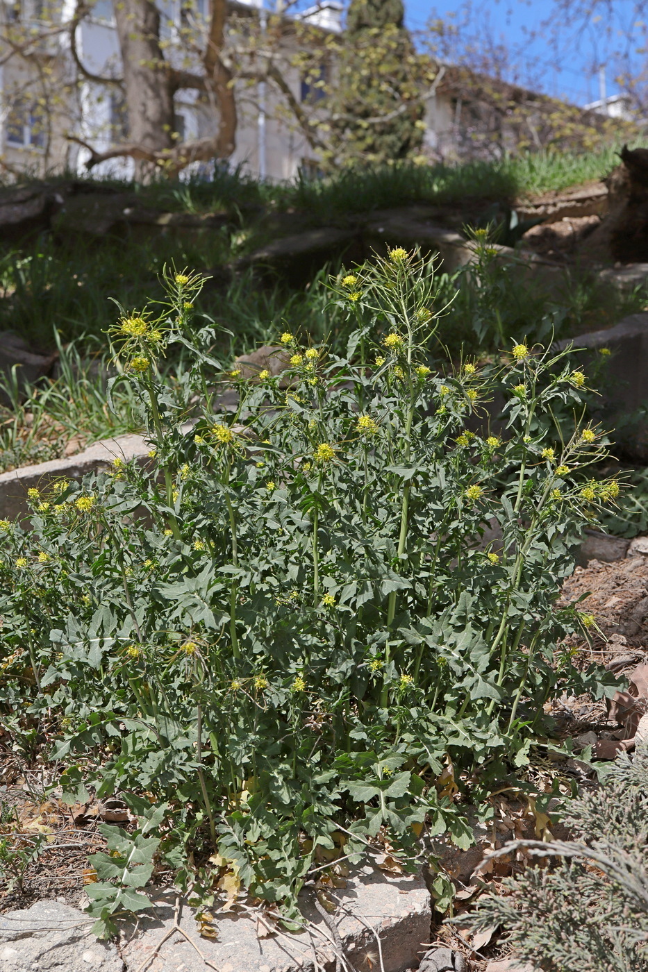 Image of Sisymbrium irio specimen.