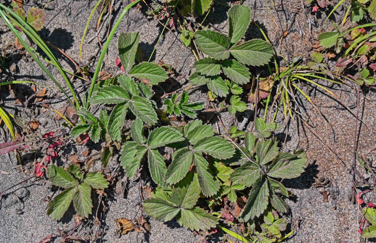 Изображение особи Potentilla sprengeliana.