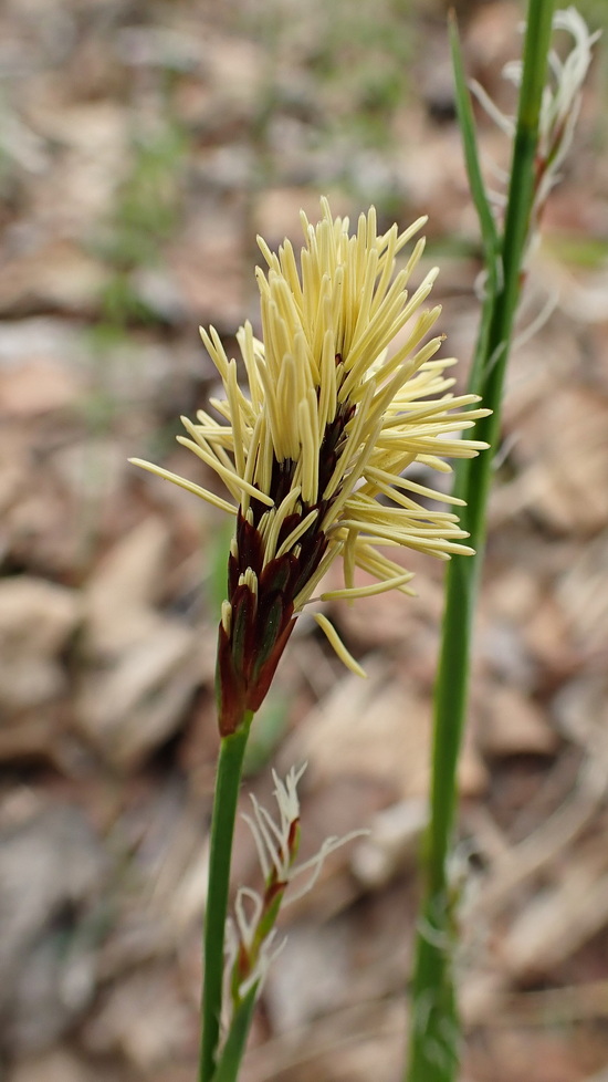 Image of Carex pilosa specimen.