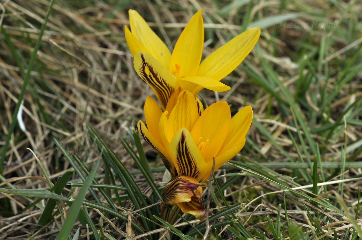 Изображение особи Crocus angustifolius.