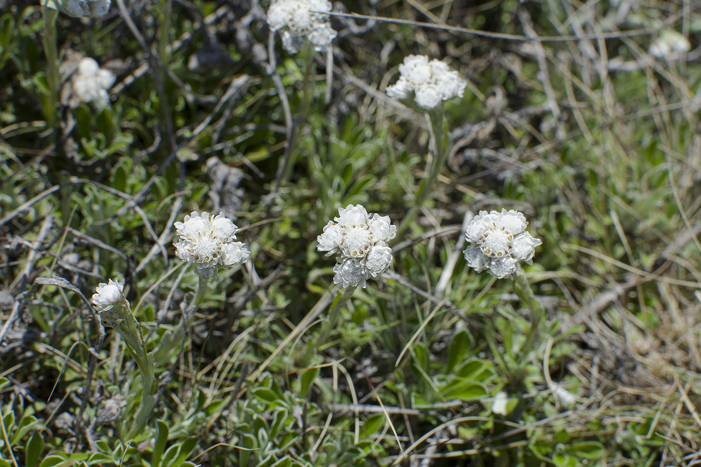 Image of Antennaria dioica specimen.