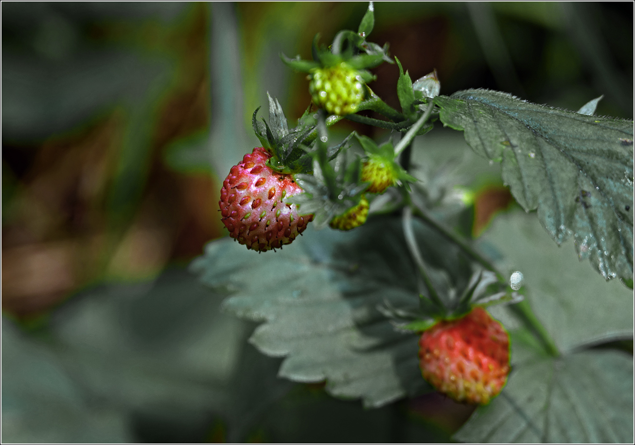 Изображение особи Fragaria vesca.