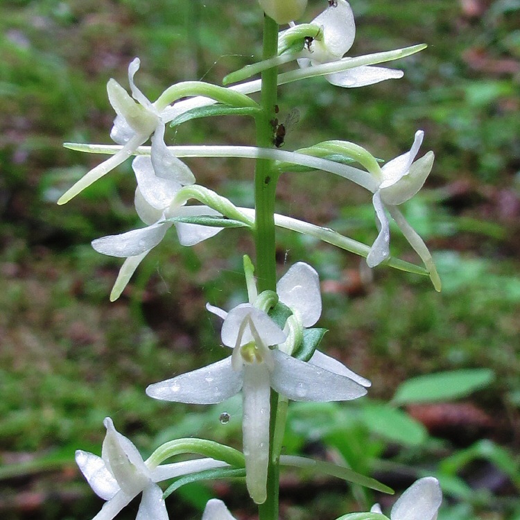 Изображение особи Platanthera bifolia.