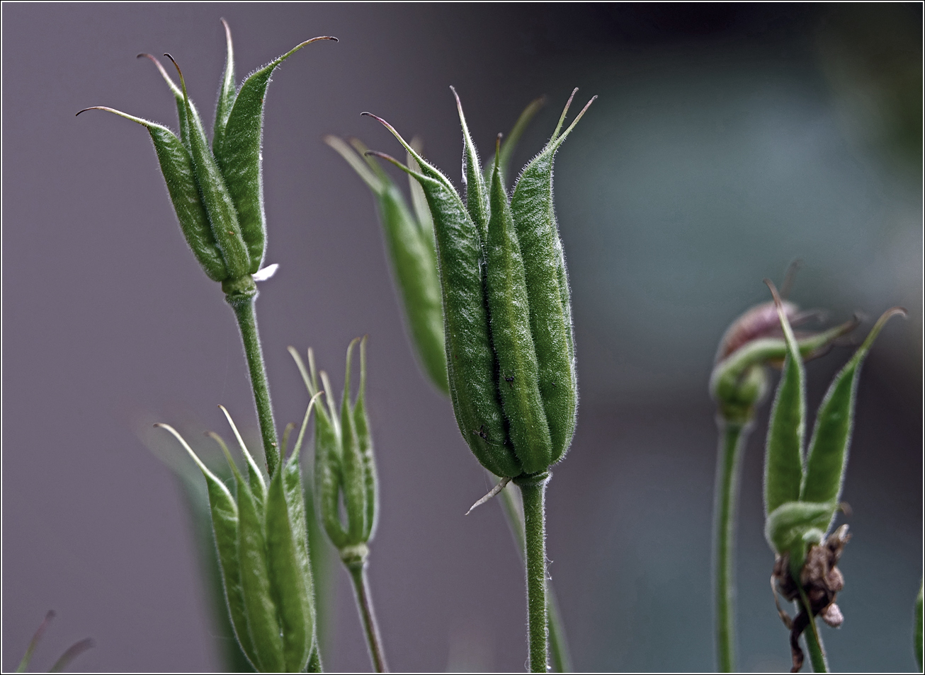 Image of Aquilegia vulgaris specimen.