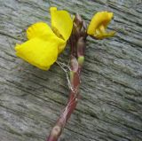 род Utricularia