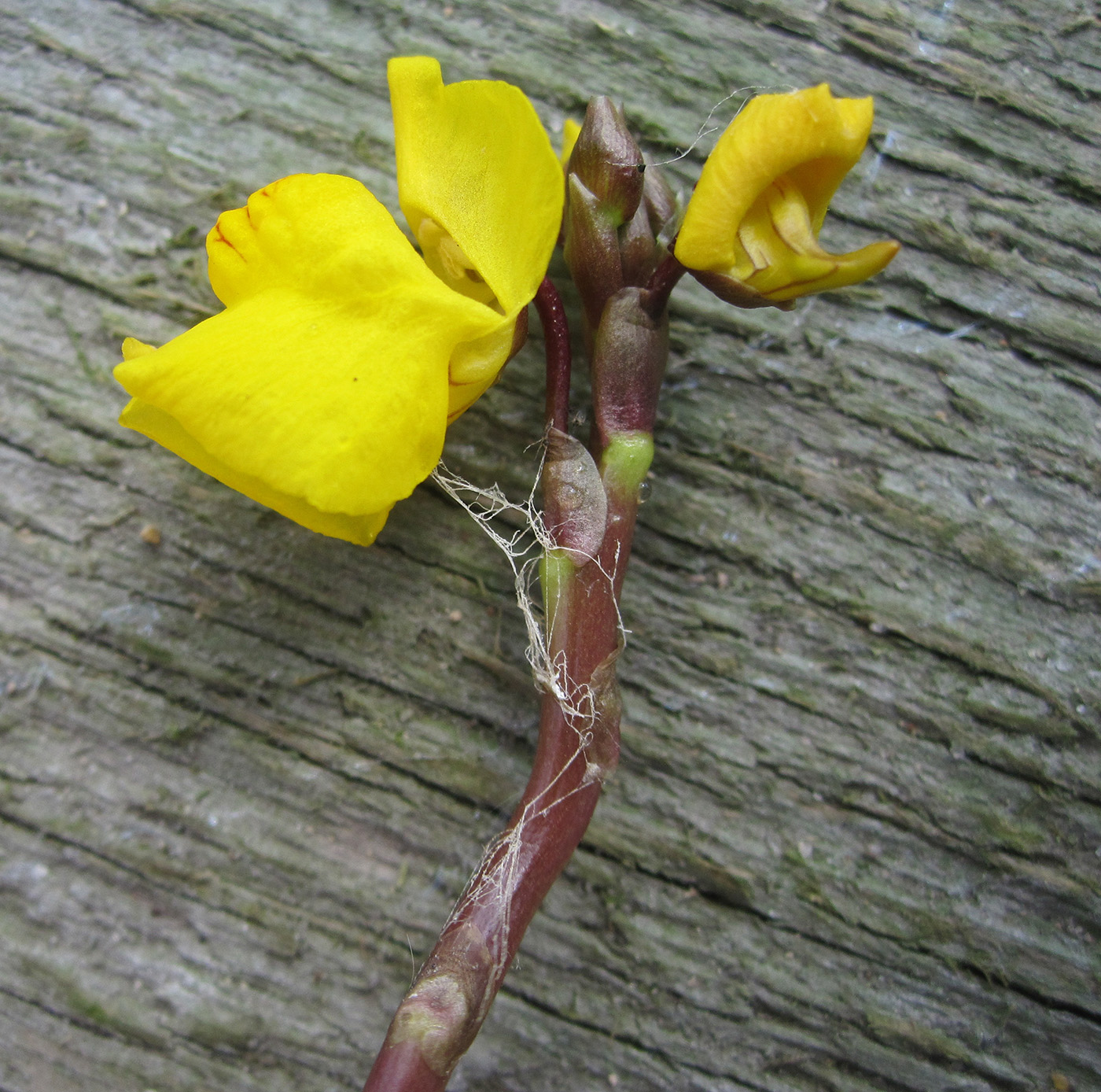 Изображение особи род Utricularia.