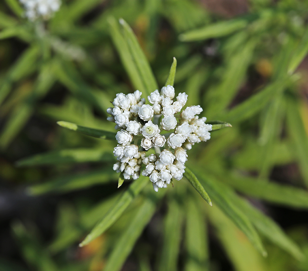 Изображение особи Anaphalis pterocaulon.