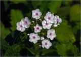 Phlox paniculata