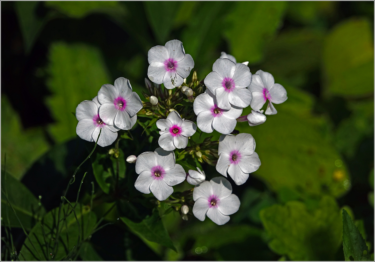 Image of Phlox paniculata specimen.