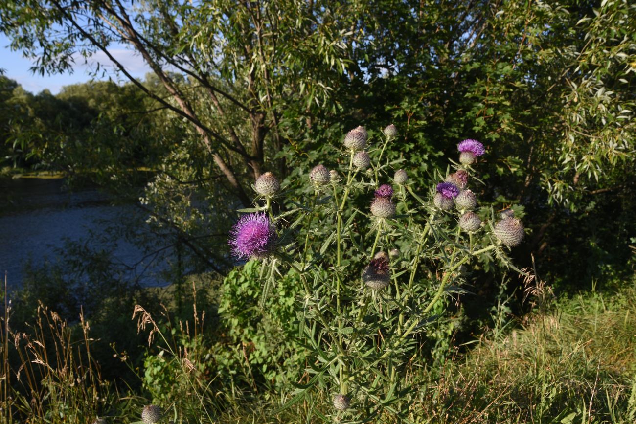 Image of Cirsium polonicum specimen.