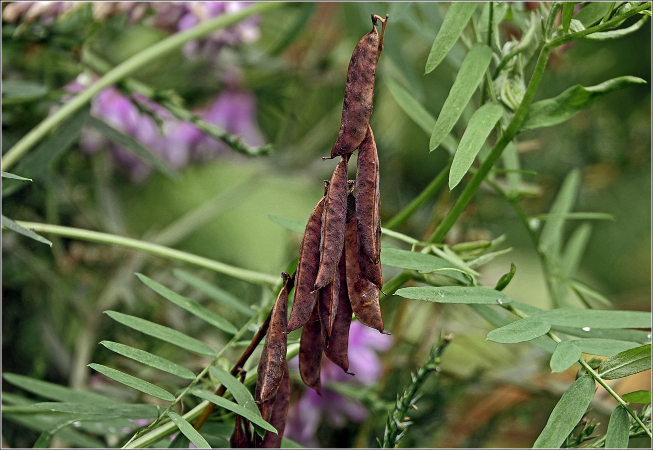 Изображение особи Vicia cracca.