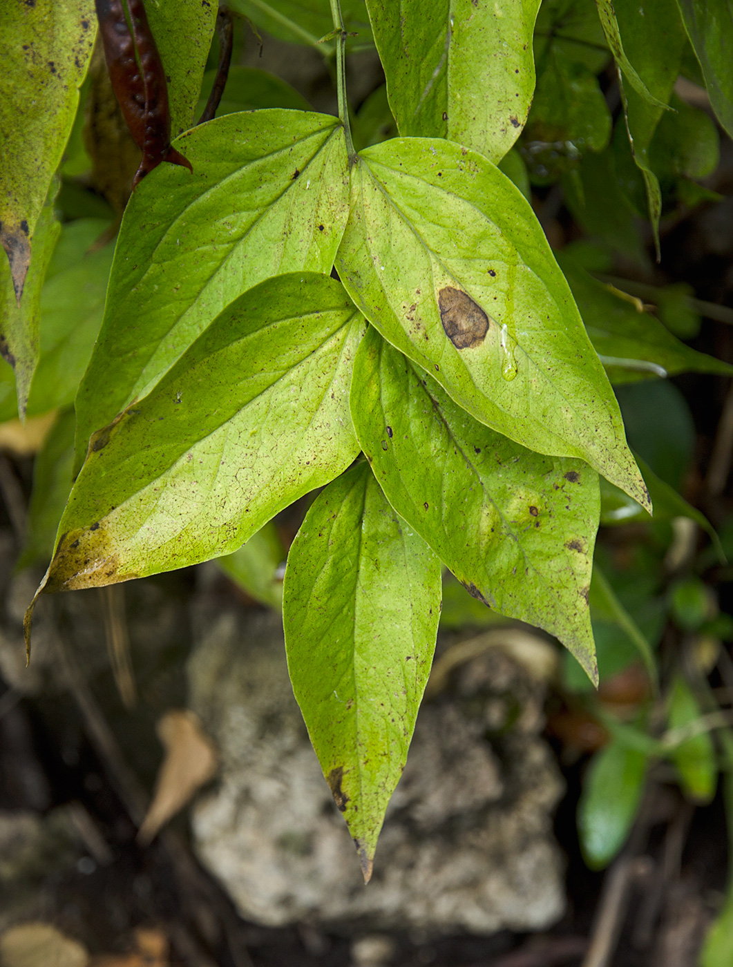 Изображение особи Lathyrus vernus.