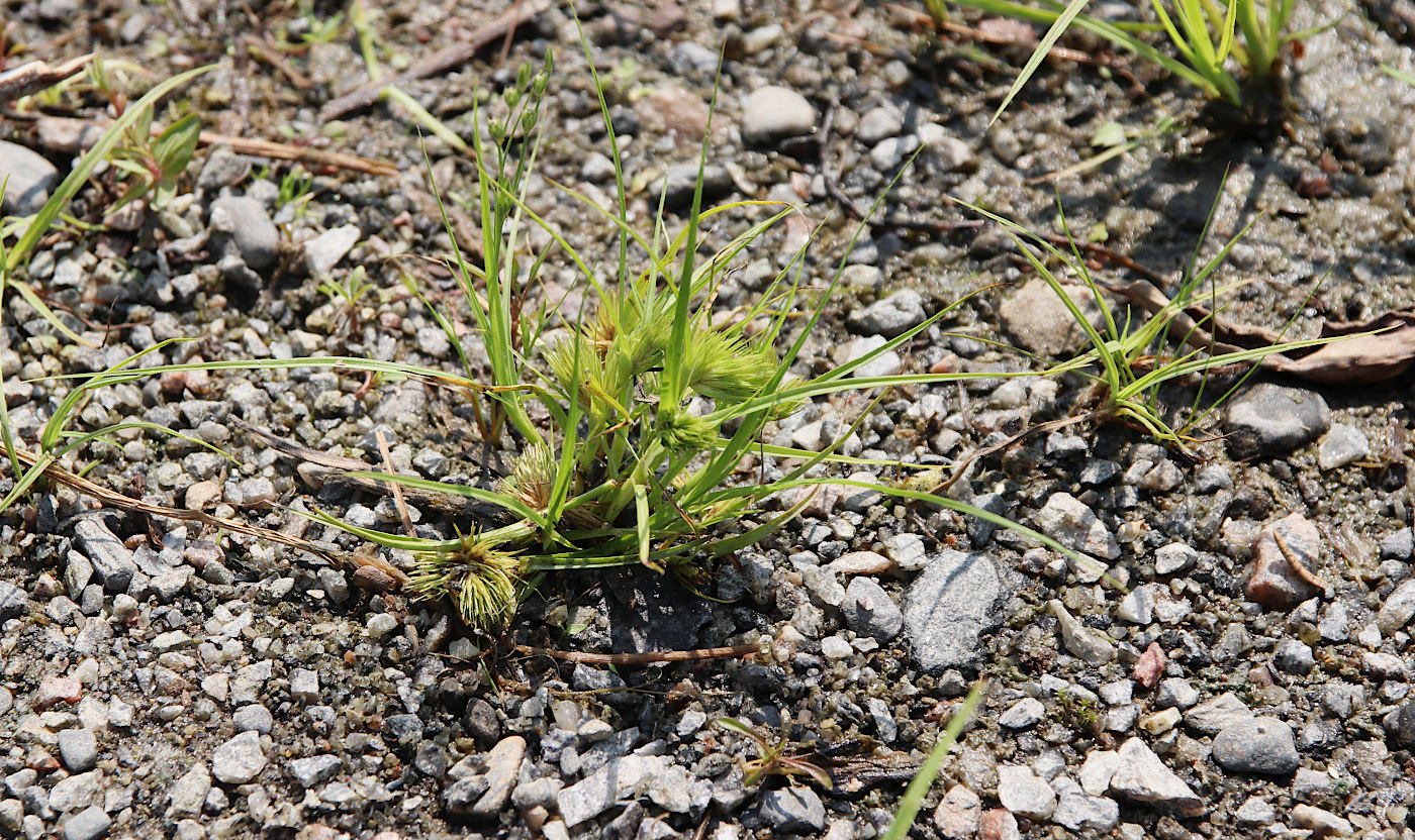 Image of Carex bohemica specimen.