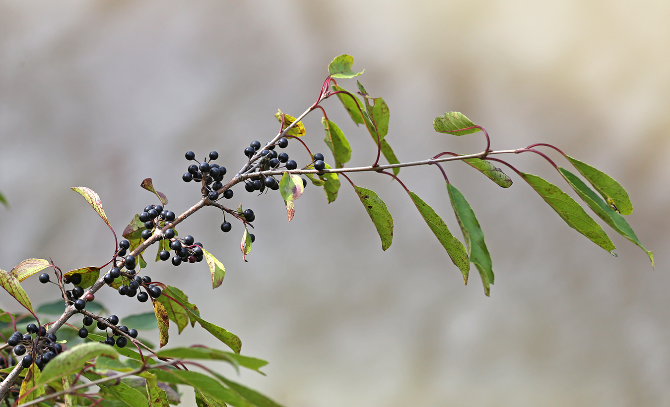 Image of Rhamnus ussuriensis specimen.