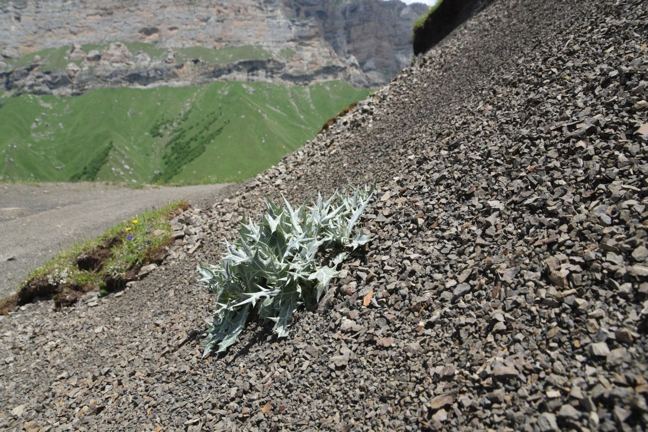 Image of Lamyropsis sinuata specimen.