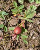 Rosa pulverulenta. Плод и листья. Кабардино-Балкария, Черекский р-н, северо-восточный склон горы Эркедыген, ≈ 2400 м н.у.м., альпийский луг. 29.07.2024.